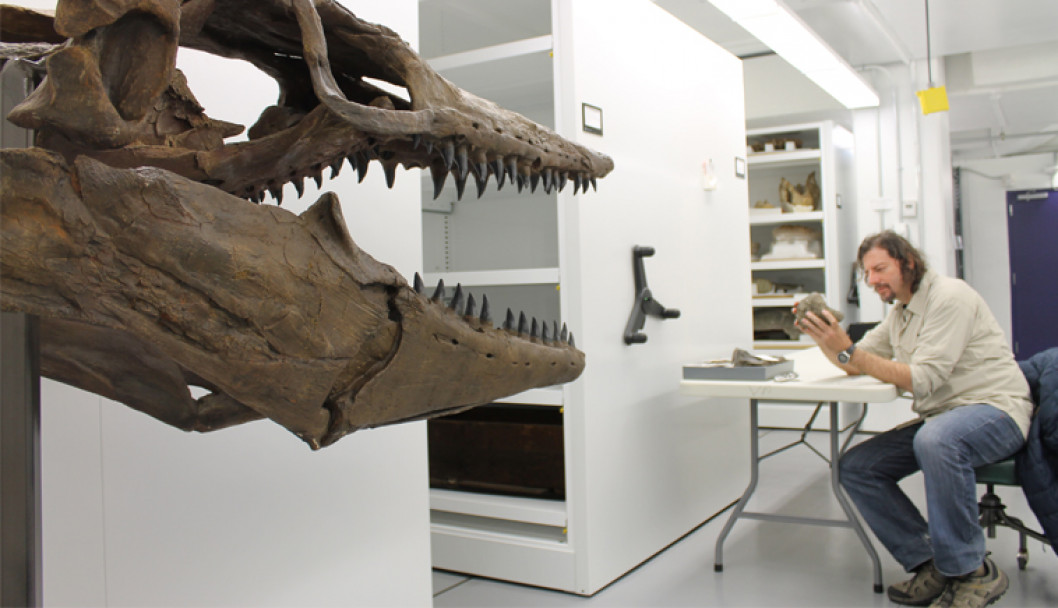 imagen Dinosaurios: la FCEN presenta trabajos de investigación en Estados Unidos