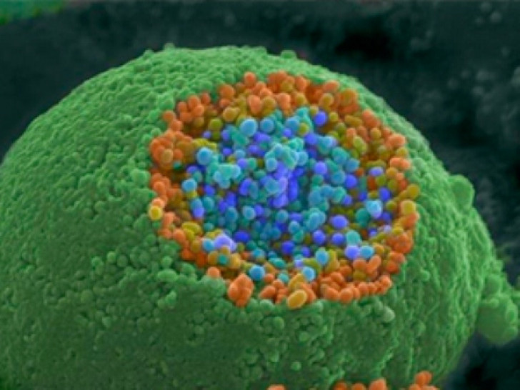 imagen Charla ¿Cómo trasladarse de A a B dentro de la célula y cómo salir de ella? El Premio Nobel de Medicina 2013