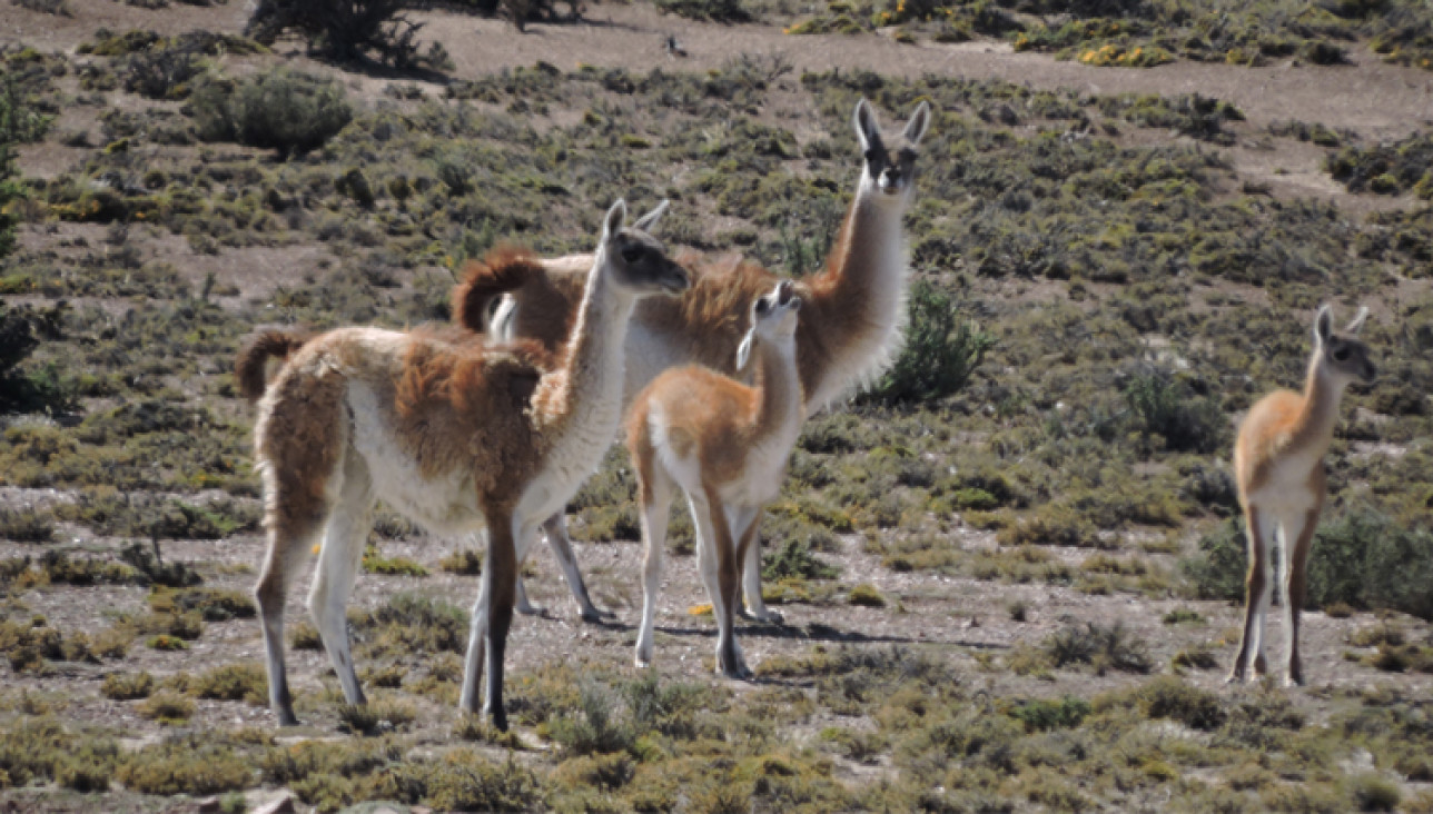 imagen Charla: Isótopos Estables y Arqueología al Oeste de Patagonia Continental