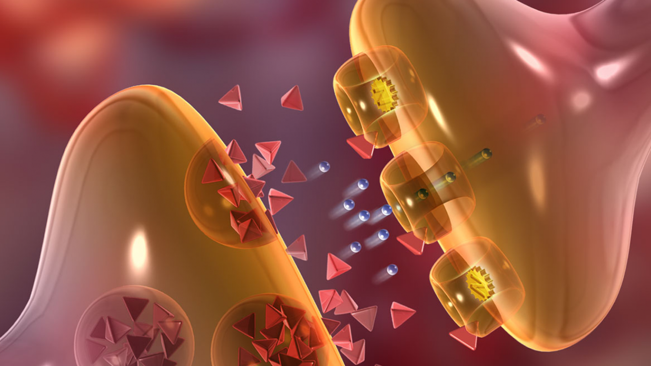 imagen Jueves 13/10: Charla Modelado y simulación multi-escala para calcular la distribución del tiempo de la liberación vesicular en las sinapsis neuronales