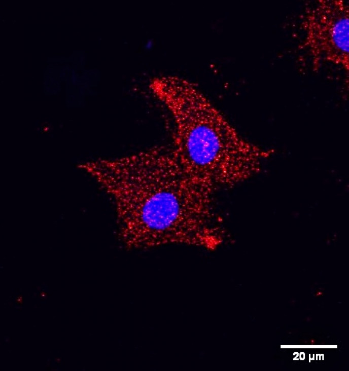 imagen Defensa de Seminario de Investigación de Emilia Zanni Ruiz