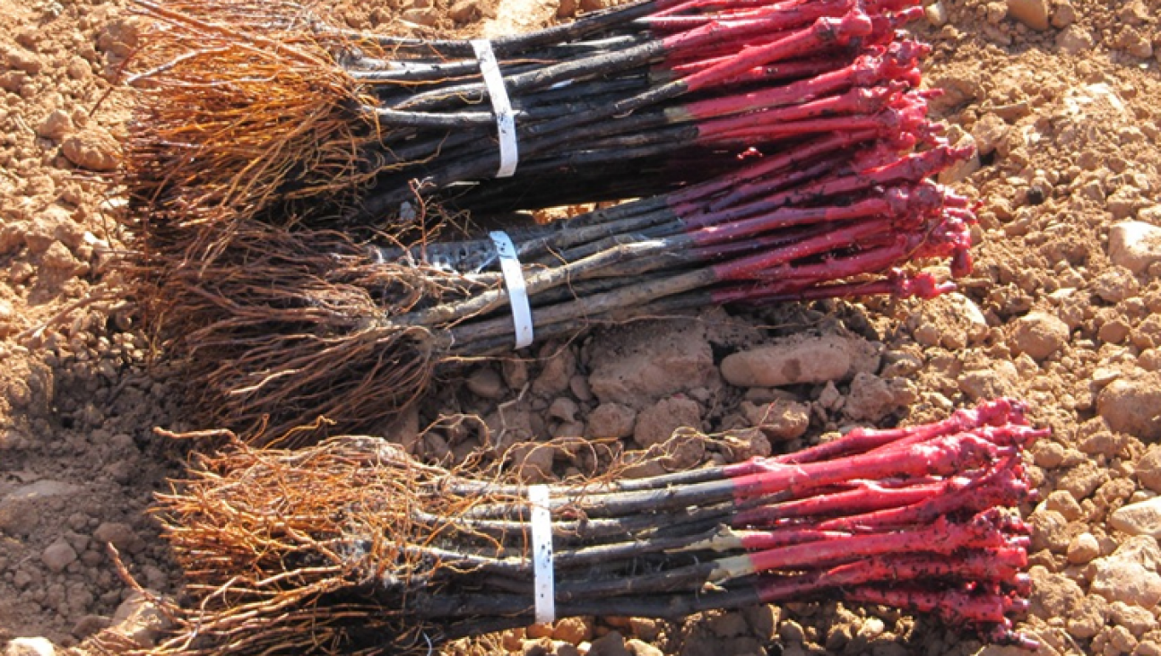 imagen Seminario de Investigación de Sandra Haydee D´Innocenzo: Caracterización de aislamientos de Agrobacterium sp. obtenidos de plantas con agallas provenientes de viñedos de Mendoza