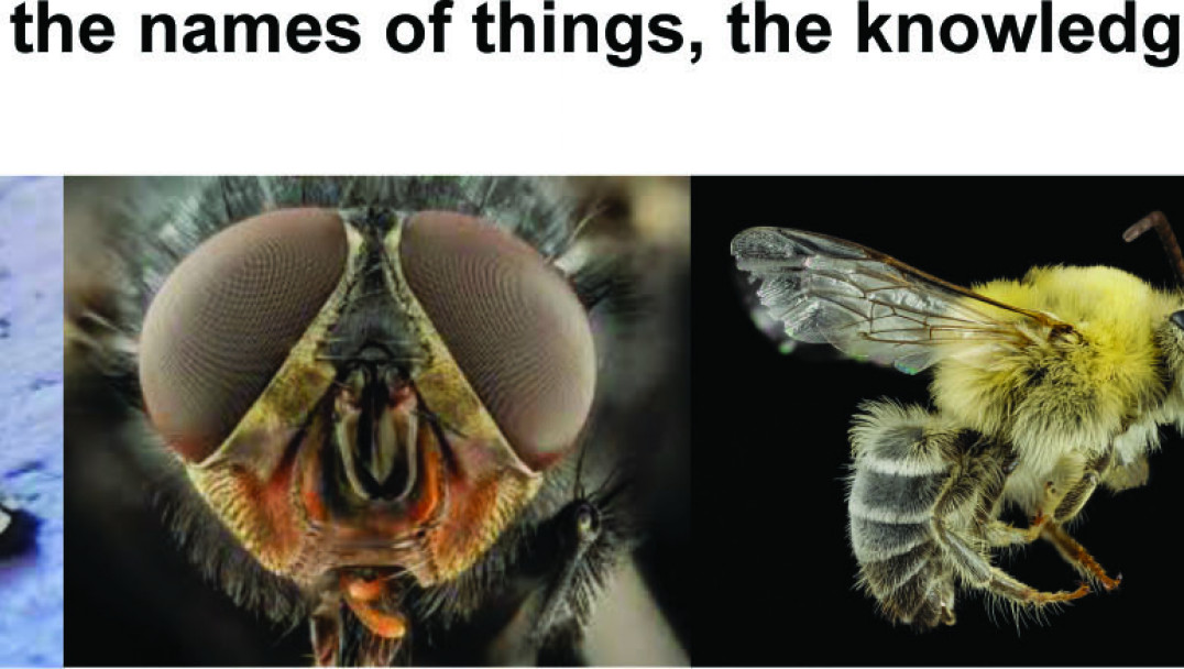 imagen Diversidad y Evolución de Insecta