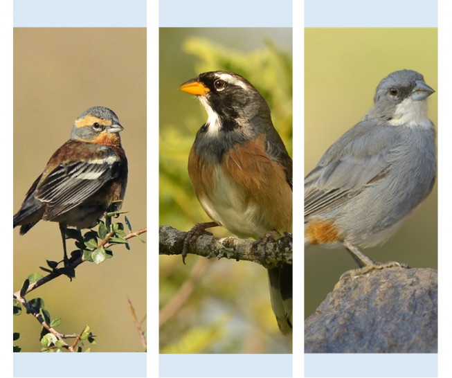 imagen Seminario de Investigación: Efecto del tiempo de manipulación y la rentabilidad sobre las preferencias de semillas por aves granívoras del desierto del Monte