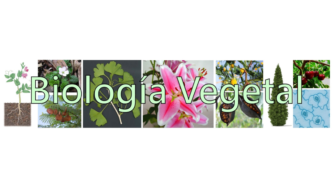 imagen Biología Vegetal