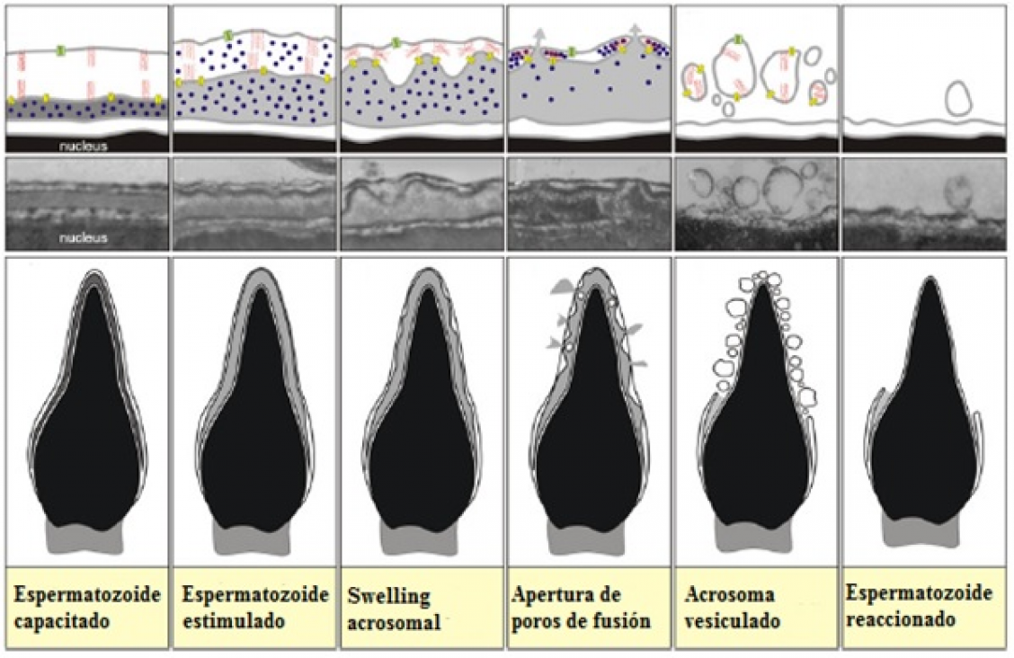 imagen Defensa de seminario de investigación de Luis Santiago Poblete: Caracterización de los flujos iónicos y de agua intracelulares necesarios durante la reacción acrosomal en espermatozoides de humano