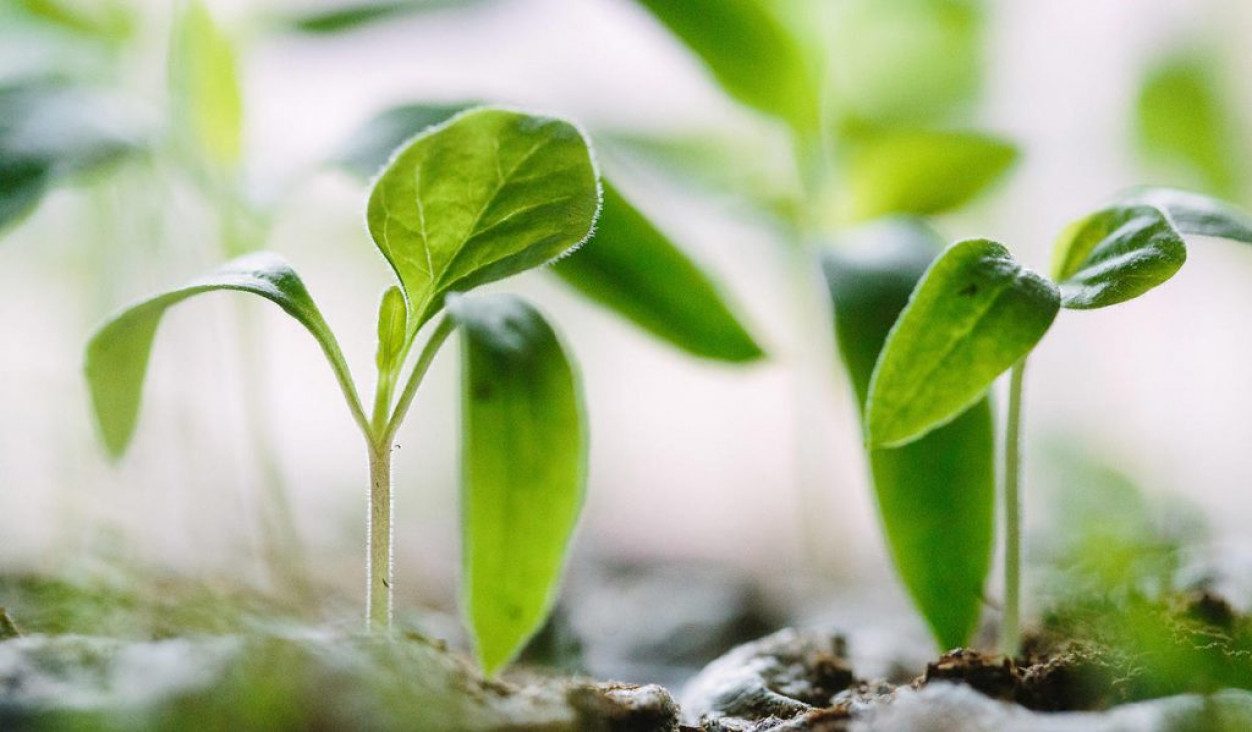 imagen Concurso docente Área de Formación Disciplinar en Biología y con perfil en Fisiología Vegetal