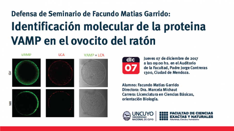imagen Defensa de Seminario de Facundo Matias Garrido: Identificación molecular de la proteina VAMP en el ovocito del ratón