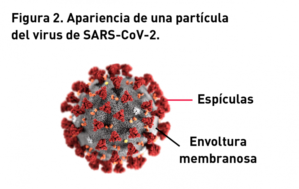 imagen ¿Cuál es la perspectiva real de tener pronto una vacuna contra el coronavirus?