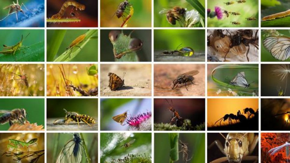 imagen Materia electiva Diversidad y Evolución de Insecta