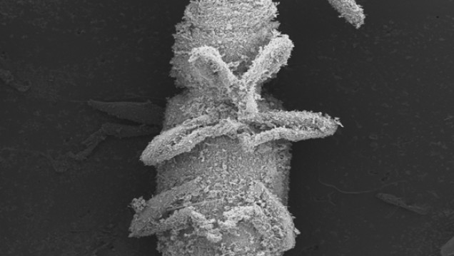 imagen Defensa de tesina: "Evaluación de la eficacia del nanoinsecticida "NSA" para el  control de Tribolium castaneum, insecto plaga secundaria de granos   almacenados"