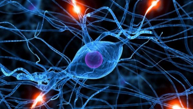 imagen Nueva materia electiva: Neurobiología