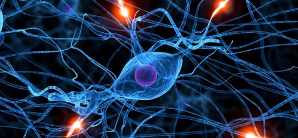 imagen Nueva materia electiva: Neurobiología