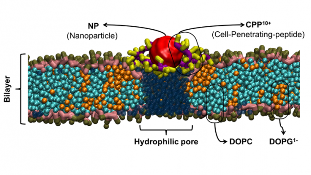 imagen Charla: Transporte de nanopartículas a través de bio-membranas, a cargo del Dr. Mario del Pópolo