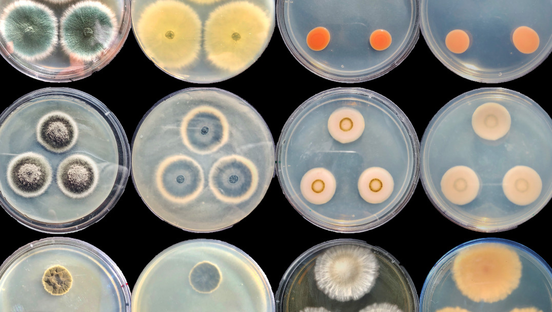 imagen Microbiología