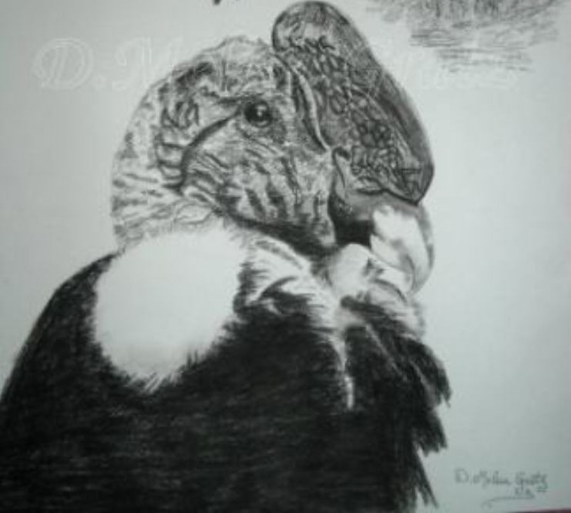 imagen Aves de Mendoza: Exposición de dibujos en el ICB