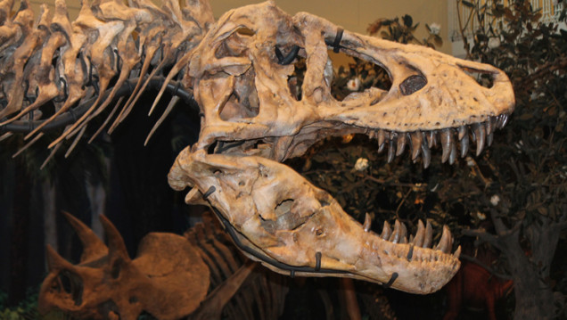 imagen Materia electiva: Paleontología Evolutiva de Vertebrados