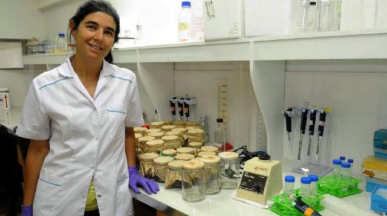 imagen Investigadora del ICB demostró que hay plantas transgénicas naturales