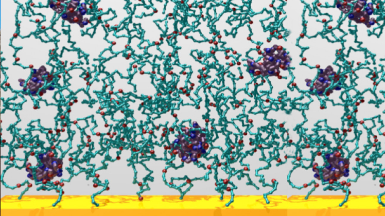 imagen Seminario "Modelado molecular de la adsorción de biomoléculas por hidrogeles de poli(ácido acrílico)"