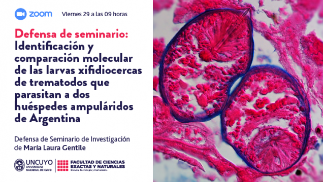 imagen Defensa de seminario Identificación y comparación molecular de las larvas xifidiocercas de trematodos que parasitan a dos huéspedes ampuláridos de Argentina