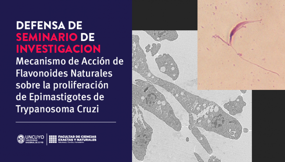 imagen Defensa de seminario de Rocío Yasmin Cano: Mecanismo de acción de flavonoides naturales  sobre la proliferación de epimastigotes de Trypanosoma cruzi