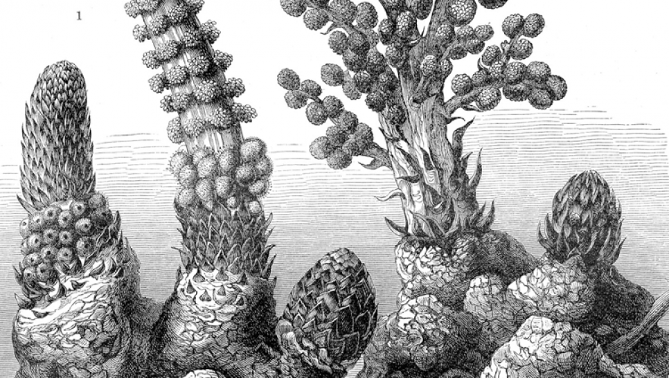 imagen Defensa de tesis de Josefina Wohlfeiler Altavilla: Análisis Evolutivo y Genético de Plantas Parásitas del Género Lophophytum